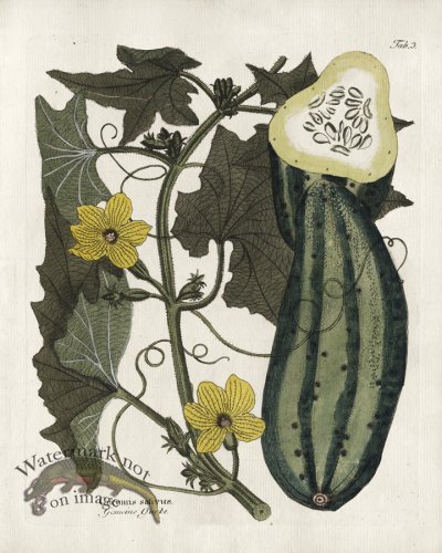 (image for) Garden Cucumber