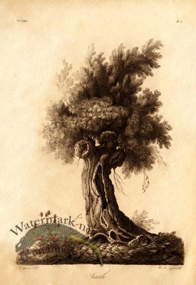 (image for) Defiennes Trees 02 S