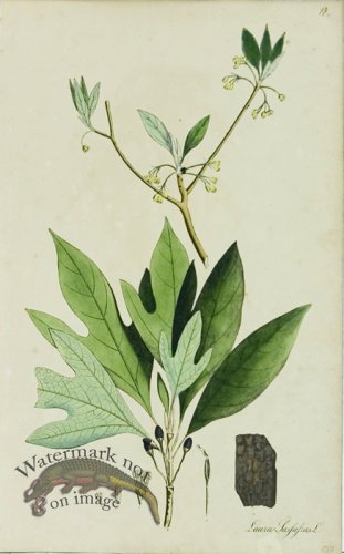 (image for) 1828_Gmp 084