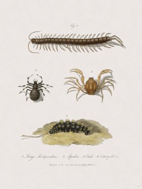 47 New Holland Caffowary