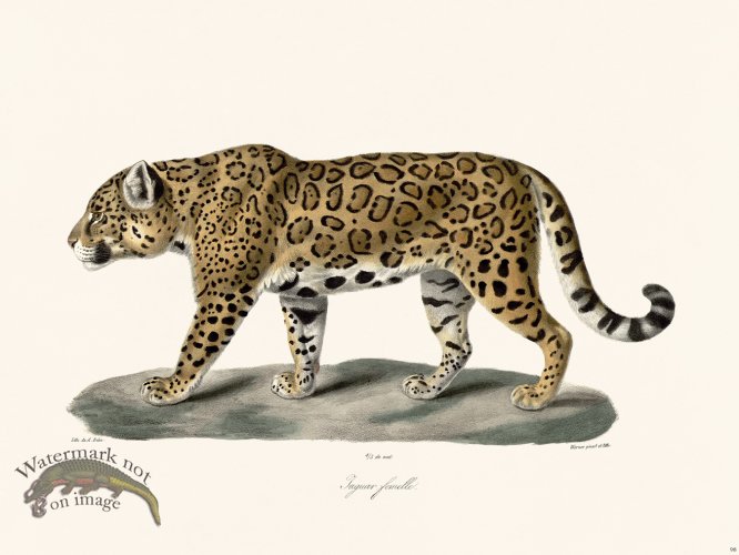 (image for) Cuvier 098 Female Jaguar