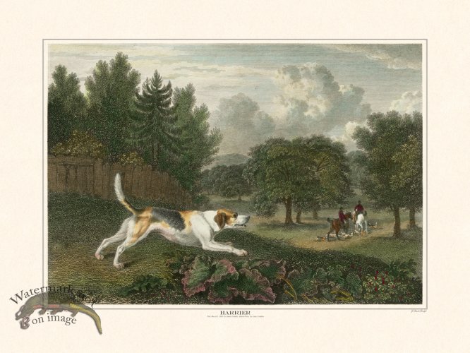 (image for) TSR Harrier