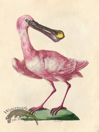 (image for) Roseate Spoonbill - Tribute Bd 65 M