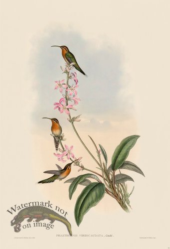 (image for) Gould Hummingbird 033