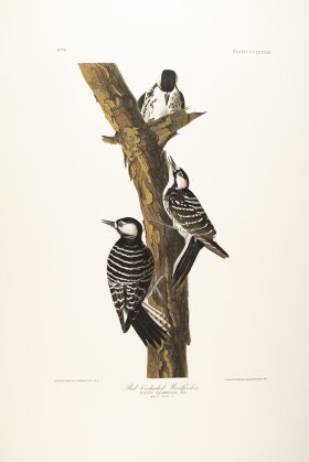 Red-Cockaded Woodpecker