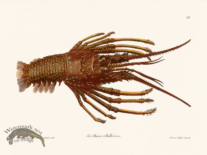 (image for) Knorr Sealife 55