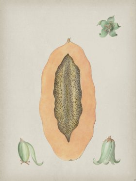 Andean Botanicals 036