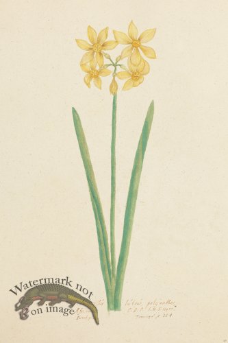 (image for) Blomboken 043