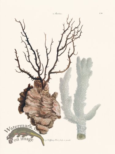 (image for) Knorr Coral 14