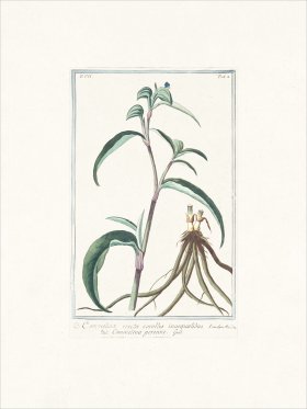 Bonelli 602 whitemouth dayflower