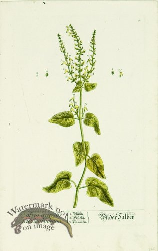 Blackwell German 067