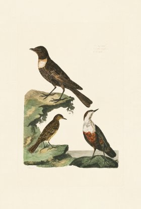 Pennant Zoology 080