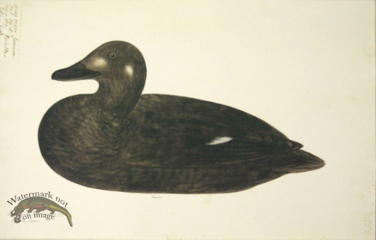 (image for) 259 Swedish Birds . Anas Fusca.White-winged Scoter.Female