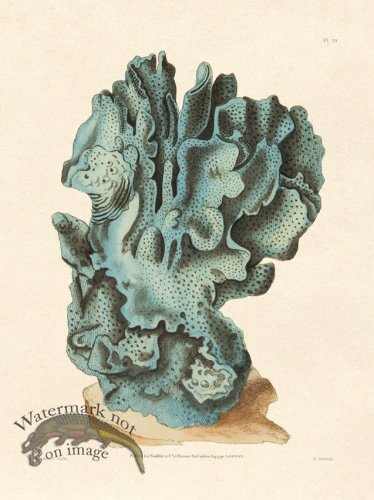 (image for) Shaw Nodder SL 39