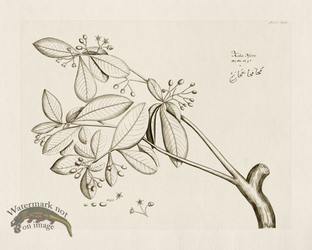 (image for) HORTUS VOl 05 28