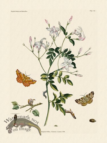 (image for) Wilkes Butterflies 116