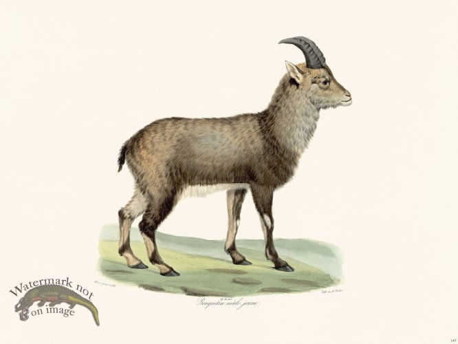 Cuvier 147 Young Male Ibex