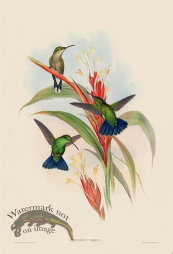 (image for) Gould Hummingbird 078