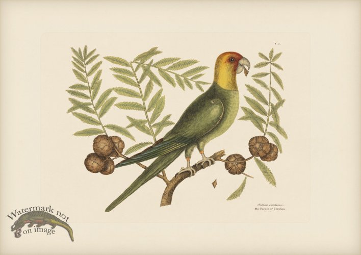 (image for) 011 Carolina Parrot