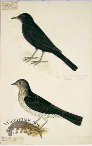 (image for) 110 Swedish Birds . Turdus, Blackbird or Thrush