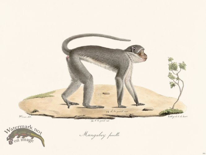(image for) Cuvier 353 Female Mangabey