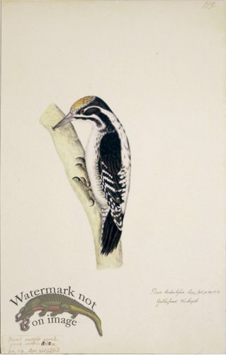 (image for) 119 Swedish Birds . Picus Tridactylus, Eurasian Three-toed Woodp