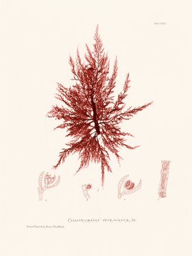 Bradbury Seaweed 121