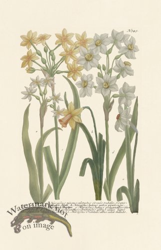 (image for) Weinmann PL 749