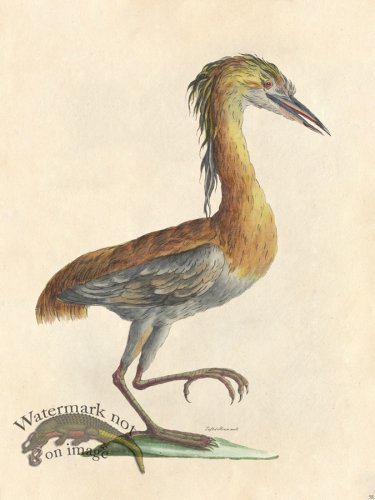 (image for) Tribute Bd 58