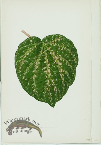 (image for) Lowes Leaves 25