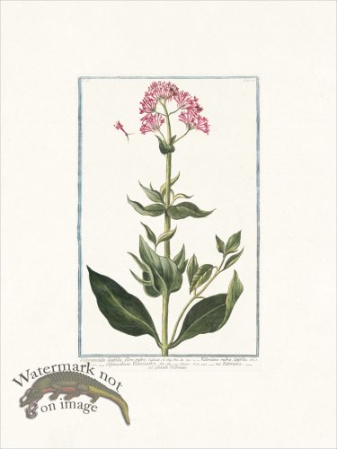 (image for) Bonelli 117 Grande Valeriane