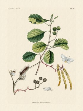 Wilkes Butterflies 088