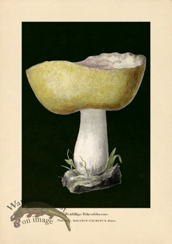 (image for) Beths Shrooms 07