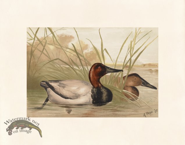 Pope 19 Canvas Back Duck