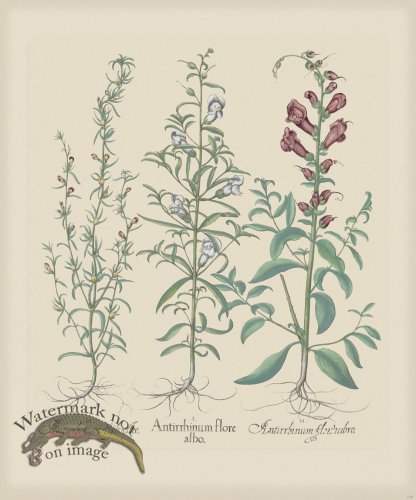 (image for) Besler 158 Colored B2