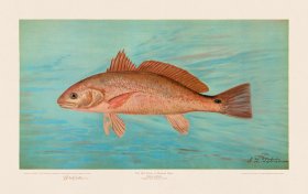 Red Drum