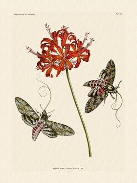 Wilkes Butterflies 095