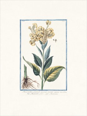 Bonelli 356 Amaranth