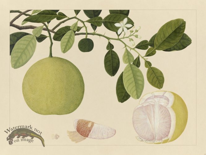 (image for) Andalas Botanicals 20