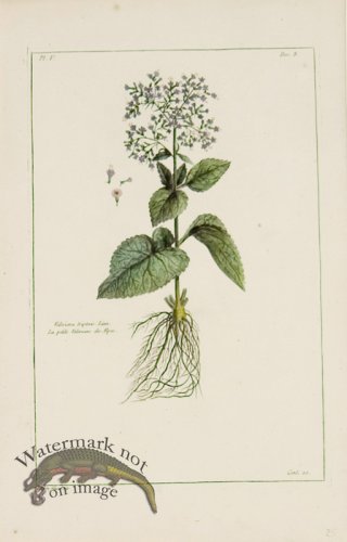 (image for) Buchoz Bot 63