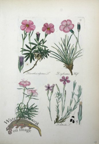 (image for) Deutschlands Flora 23