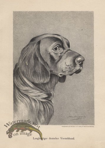 (image for) 1890s Dogs 31