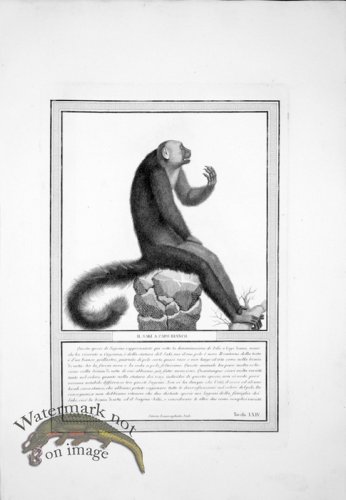 (image for) The_Monkeys_13