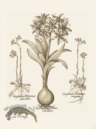 (image for) Besler 065 B1