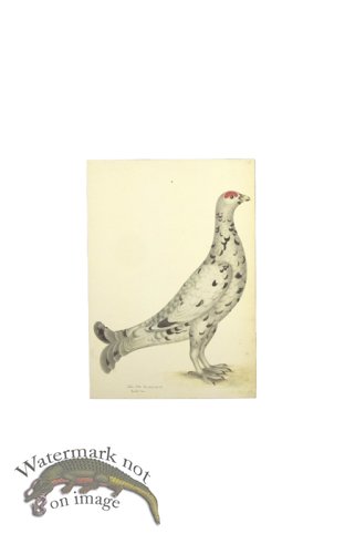 (image for) BLACK GROUSE LEUCISTIC FORM . PL 17