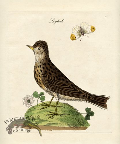 Skylark