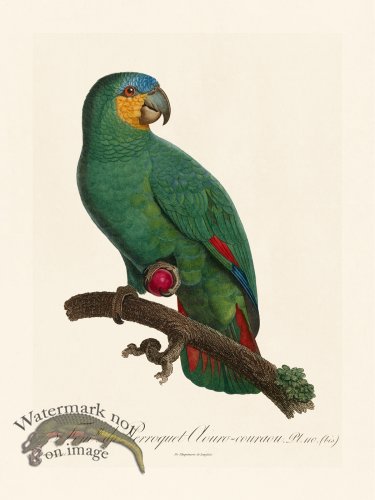 (image for) Barraband Parrot 110b