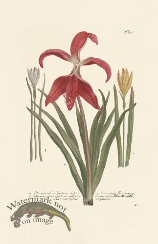 (image for) Weinmann PL 652