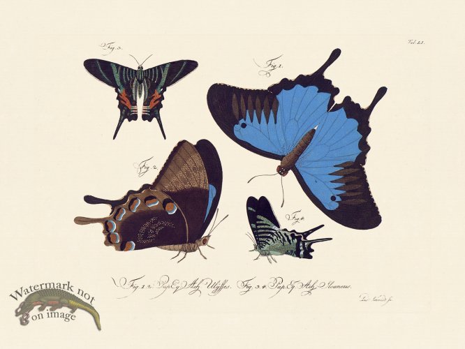 (image for) Jablonsky Butterfly 051