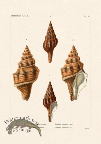 (image for) French Shell 042